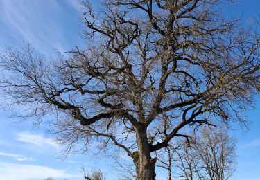 Trail Walking Noailles - Nouilles via Roumanou - Photo