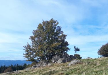 Tour Wandern Oberburbach - col du schirm - Photo