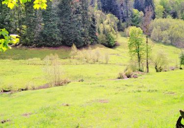 Randonnée Randonnée équestre Vecoux - rando vosgienne partie 2 - Photo