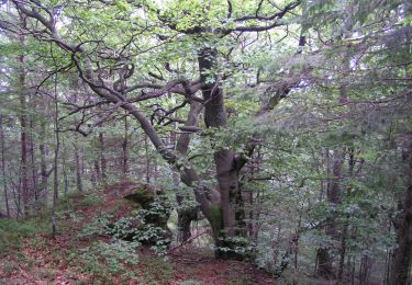 Tour Zu Fuß Zatwarnica - Ścieżka przyrodniczo-historyczna Hylaty - Photo