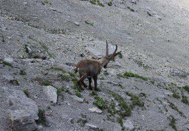 Tour Zu Fuß Val-de-Charmey - Les Marindes-Motélon - Photo