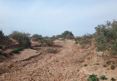 Trail Walking M'Hamid El Ghizlane - Parcours du matin Campement 4 - Photo