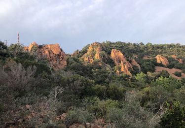 Tour Wandern Saint-Raphaël - massif de l'Esterel : autour des grues  - Photo