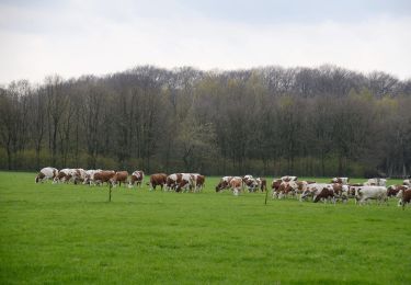 Trail On foot Arnhem - Deelerwoud - Groen - Photo