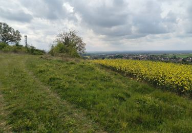 Tocht Stappen Gouaix - petite randonnée bois de GOUAIX - Photo