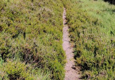 Trail Walking Moussey - Col de Prayé - La corbeille - Photo