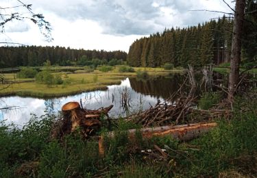 Randonnée Marche Dienne - Lac de Sauvage - Photo