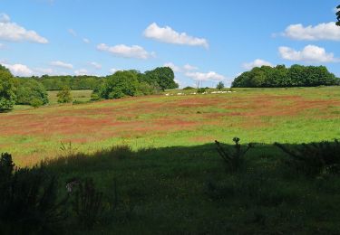 Tocht Stappen Chanceaux-sur-Choisille - Chanceaux-sur-Choisille - Sentier découverte - 14.1km 130m 2h55 - 2019 05 12 - Photo