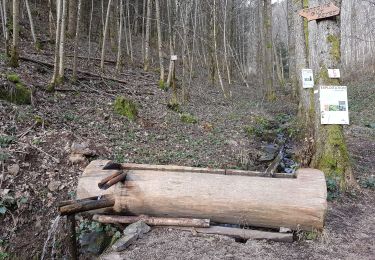 Randonnée Marche Schirmeck - Montagne sacrée du Donon depuis Schirmeck - Photo