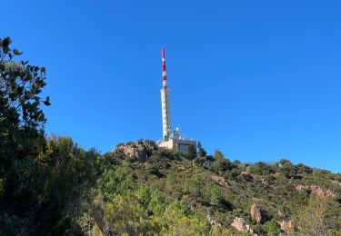 Trail On foot Saint-Raphaël - Esterel - Grues depuis Lentisque - Photo