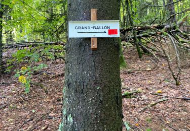 Excursión Senderismo Soultz-Haut-Rhin - le Grand Ballon  - Photo