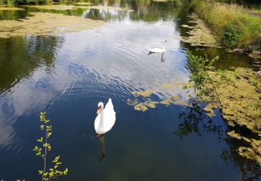 Trail Walking Seneffe - arquennes0720.  - Photo