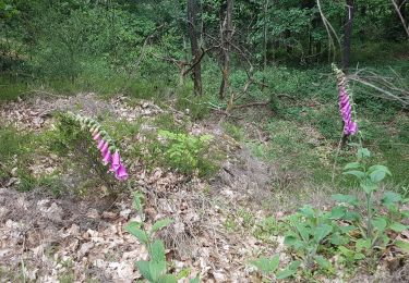 Percorso Marcia Bruyères-le-Châtel - Essonne_Fontenay-Les-Briis=>LaRocheTurpin - Photo