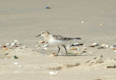 Tocht Te voet Wassenaar - Strandroute - Photo