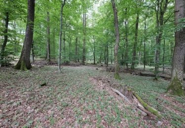 Tocht Te voet Friedrichsdorf - Saalburg - Gickelsburg - Batzenbäumchen - Photo