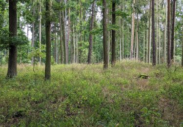 Tour Zu Fuß Moldautein - NS Semenec - Photo