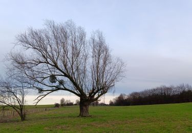 Tocht Stappen Comblain-au-Pont - autour d Oneux  - Photo