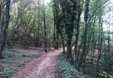 Trail Walking Saint-Médard-en-Forez - Saint medart 3-10-23 - Photo