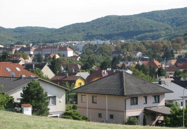 Percorso A piedi Hainburg an der Donau - Rund um den Braunsberg - Photo