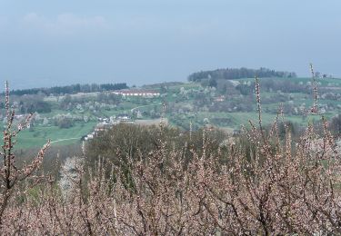 Randonnée A pied Scharten - Kronbergrundweg - Photo