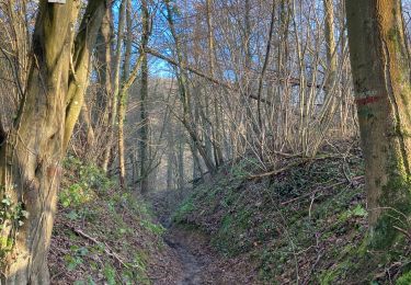 Trail Walking Gesves - RB-NA-01-RAC / Faulx-les-Tombes / 2022-01-15 - Photo