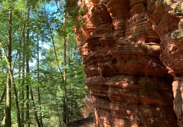 Trail Horseback riding Roppeviller - Tour du Altschlossfelsen - Photo