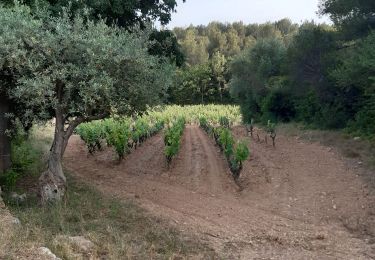 Trail Walking Sanary-sur-Mer - Trail Gorguette cerveau - Photo