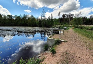 Tour Zu Fuß Wermsdorf - Zum Luppaer Naturbad - Photo