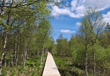 Tocht Stappen Waimes - Fagnes Mont Rigi - Photo