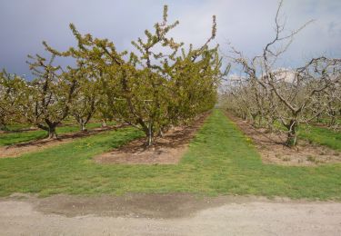 Excursión Senderismo Ammerschwihr - Entre vergers et vignes de Sigolsheim  - Photo