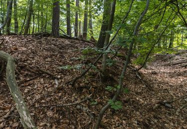 Tour Zu Fuß Weißenburg - Grenzland Tour Schweigen-Rechtenbach - Photo