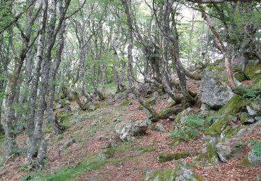 Trail Walking Mont-Dore - Petit tour aux myrtilles depuis le camping - Photo