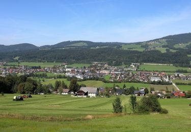 Tour Zu Fuß Thalgau - Barham Rundweg - Photo