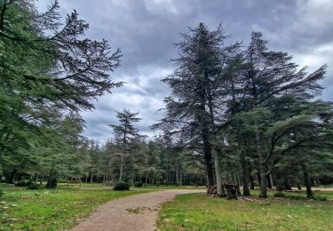 Randonnée Marche Lacoste - Massif des Cèdres via Lacoste - Photo