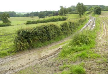 Trail On foot Tongeren - Berg Rode pijl - Photo