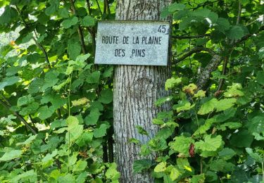 Tocht Stappen Fontainebleau - Fontainebleau sentier Denecourt 9 Est - Photo