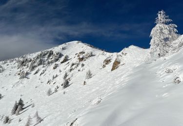 Trail Snowshoes Belvédère - Baisse de Ferisson 2 - Photo