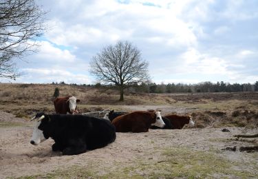 Trail On foot Renkum - Molenbeeksepad - Photo