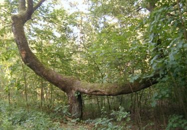 Percorso A piedi  - Nürnberg-Langwasser – Pillenreuth - Photo