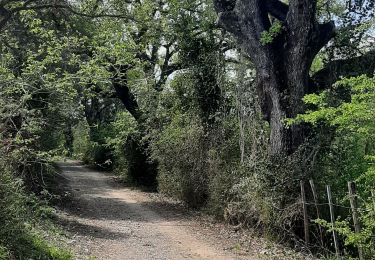 Percorso Marcia Vic-le-Fesq - vic le feck - Photo