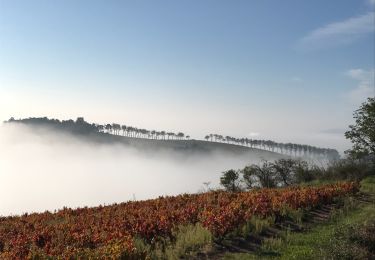 Excursión Senderismo Fleurie - Fleurie (Rhône) 17 km - D. 498 m - Photo