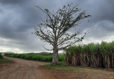 Percorso Marcia Rivière-Salée - Plantation de la Palun  - Photo