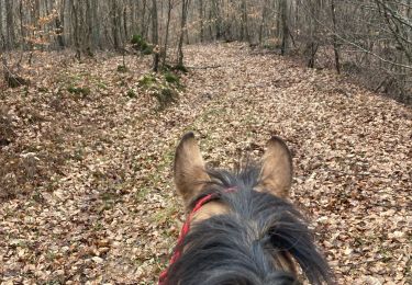 Trail Horseback riding Saint-Martin - Samedi 17 février 24 Tivio  - Photo
