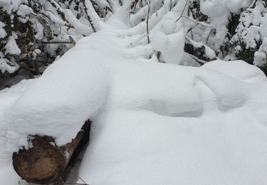 Tour Schneeschuhwandern Bois-d'Amont - bois d'amont - Photo