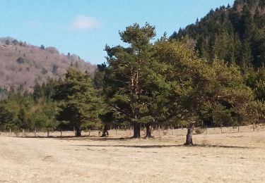 Tour Wandern Saint-Genès-Champanelle - fontfreyde - Photo