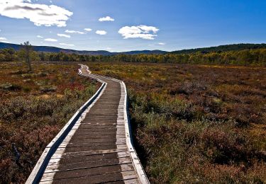 Tour Zu Fuß  - Loch Kinord Trail - Photo