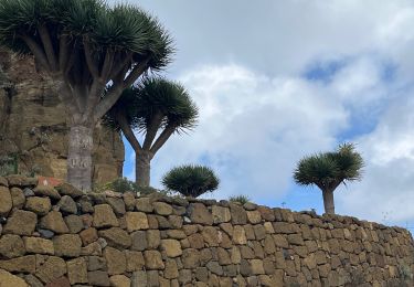 Randonnée Marche San Cristóbal de La Laguna - Massif de l'Anaga El Batan Chinamada - Photo