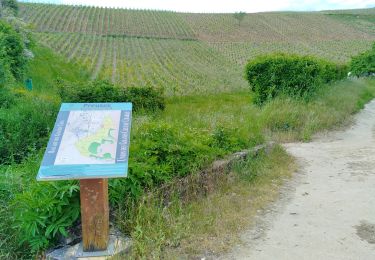 Randonnée Vélo électrique Chablis - Chablis Grands crus - Gérard 200523 - Photo