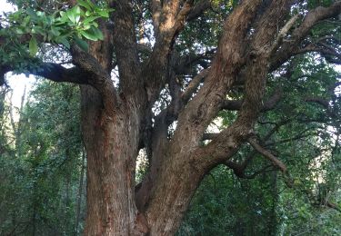Tour Wandern Le Rouret - Arbousier  8/2/2019 - Photo