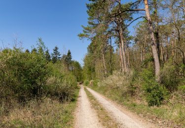 Percorso A piedi Beverungen - B11 - Über den Rotsberg - Photo